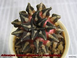 Mammillaria luethyi 09.04.06